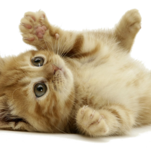 Consejos para adoptar una mascota y cuidarla adecuadamente