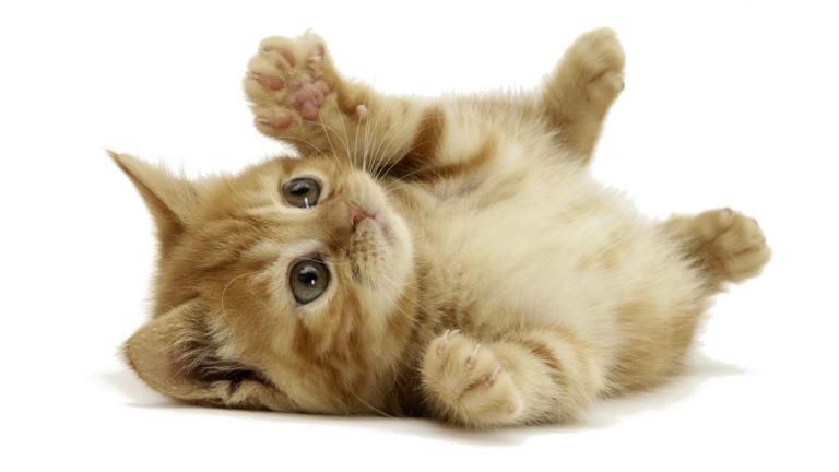 Consejos para adoptar una mascota y cuidarla adecuadamente