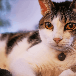 Cómo viajar seguro con tus mascotas