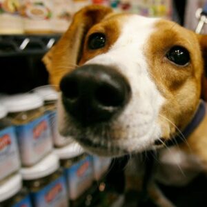 Cuidados esenciales que deberás tener en cuenta con tus mascotas