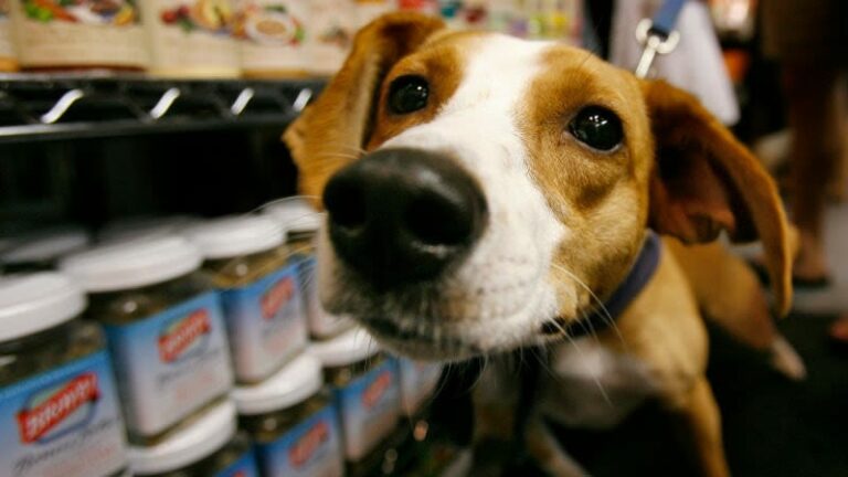 Cuidados esenciales que deberás tener en cuenta con tus mascotas
