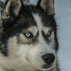Husky Siberiano, el lobo doméstico
