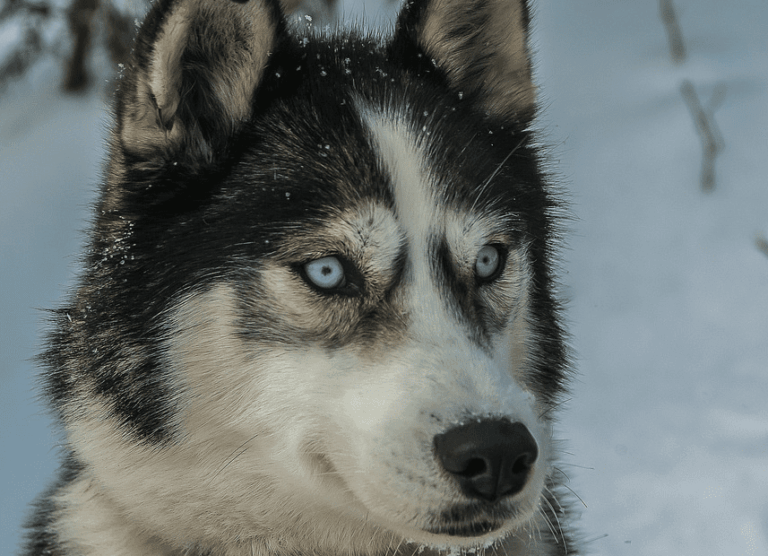 Husky Siberiano, el lobo doméstico