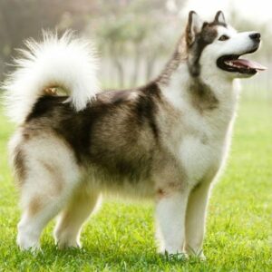 Consentir a las mascotas: ¿Qué es correcto y qué incorrecto?