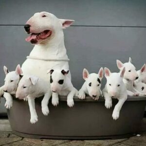 El bull terrier en miniatura, un compañero para toda la vida