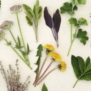 El uso de plantas medicinales como alternativa a los tratamientos farmacológicos