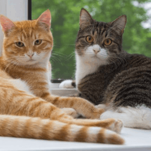Gatos esterilizados: ¿qué cuidados necesitan?