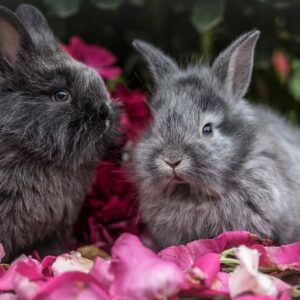 La relación entre humanos y animales: Cómo mejorarla