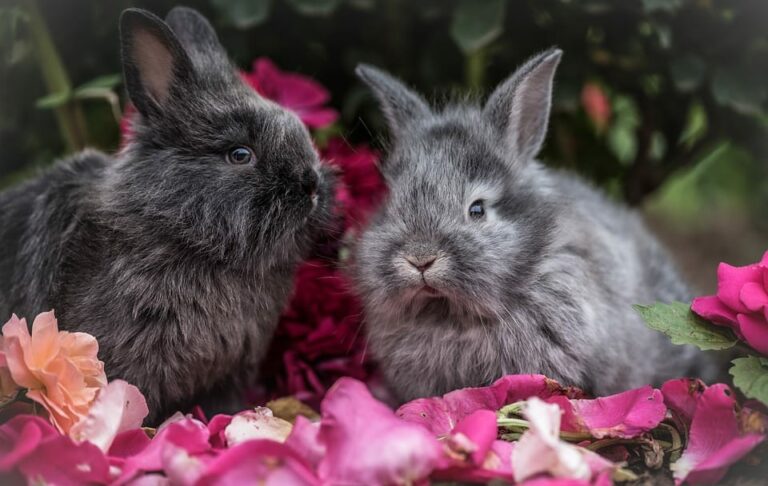 La relación entre humanos y animales: Cómo mejorarla