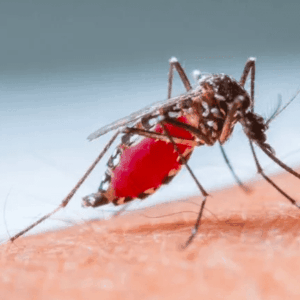 Los mosquitos: la pesadilla del verano