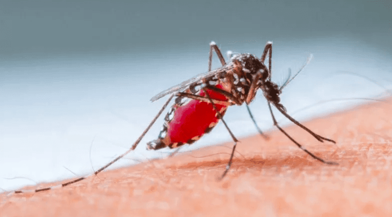 Los mosquitos: la pesadilla del verano