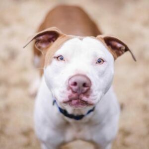 Un niño de 3 años en la UCI por un nuevo ataque de un Pitbull