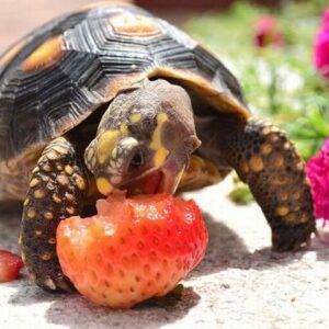 La alimentación de las tortugas