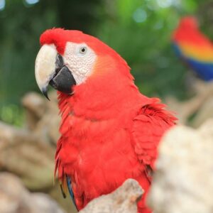 Todo lo que necesitas saber sobre la crianza de mascotas exóticas