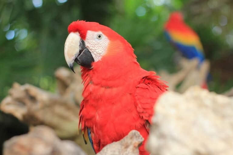 Todo lo que necesitas saber sobre la crianza de mascotas exóticas