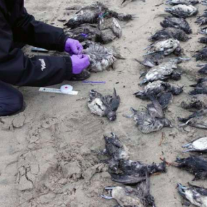 Inquietante hallazgo de miles de aves muertas en el Pacífico