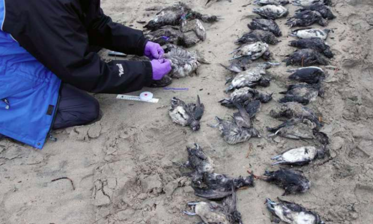 Inquietante hallazgo de miles de aves muertas en el Pacífico