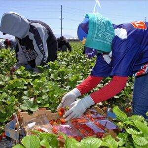 Nuevas denuncias de abusos sexuales en los campos de fresa de Huelva