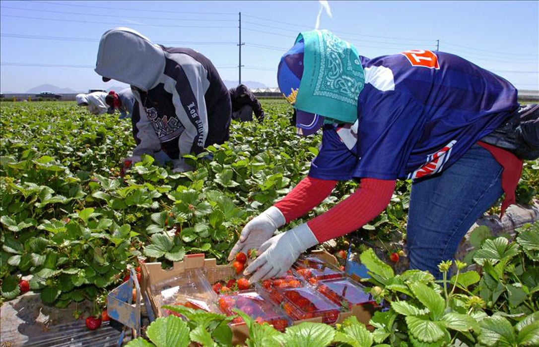 Mujeres marroquíes trabajando en campos de fresas de Huelva