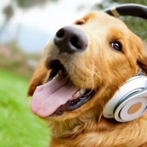 Cómo calmar la ansiedad de las mascotas