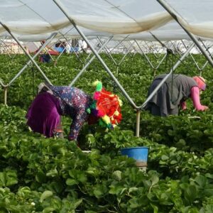 Intentan 'secuestrar' a las temporeras que denunciaron violaciones en los campos de fresa