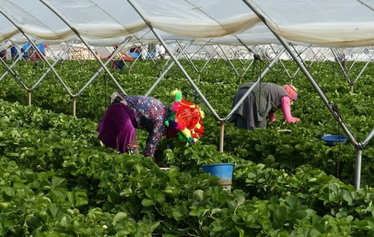 Intentan 'secuestrar' a las temporeras que denunciaron violaciones en los campos de fresa