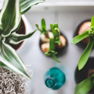 5 consejos para encontrar tus plantas perfectas cuando vuelves de vacaciones