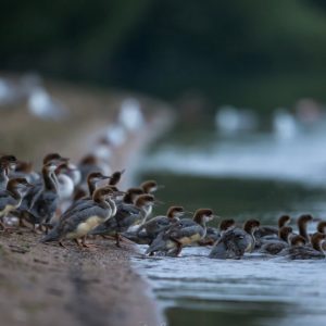 Un fotógrafo capta a una entrañable familia de patos “del Opus”