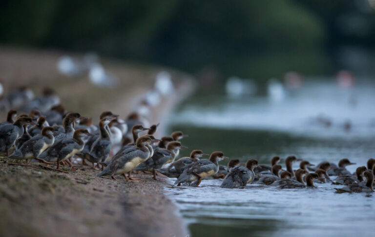 Un fotógrafo capta a una entrañable familia de patos “del Opus”