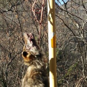 Descuartizan a un lobo y lo arrojan a una piscina en Asturias