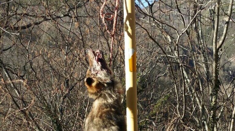 Descuartizan a un lobo y lo arrojan a una piscina en Asturias