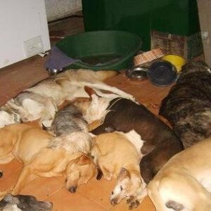 Tres meses de cárcel por matar 500 perros con ensañamiento de "muerte agónica e insufrible"