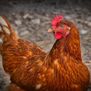 La crianza de gallinas en granja