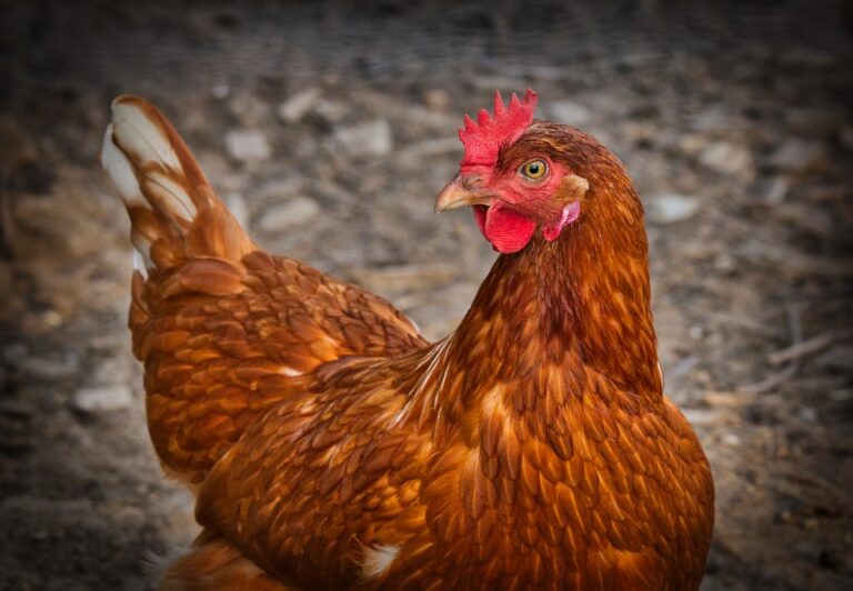 La crianza de gallinas en granja