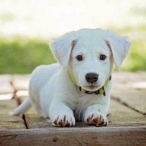 Cuidar al amigo peludo