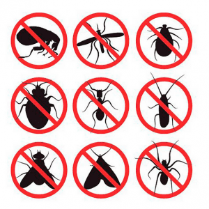 ¿Cómo eliminar ciertos insectos de casa?