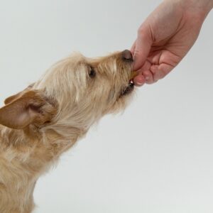 Los perros merecen una alimentación nutritiva