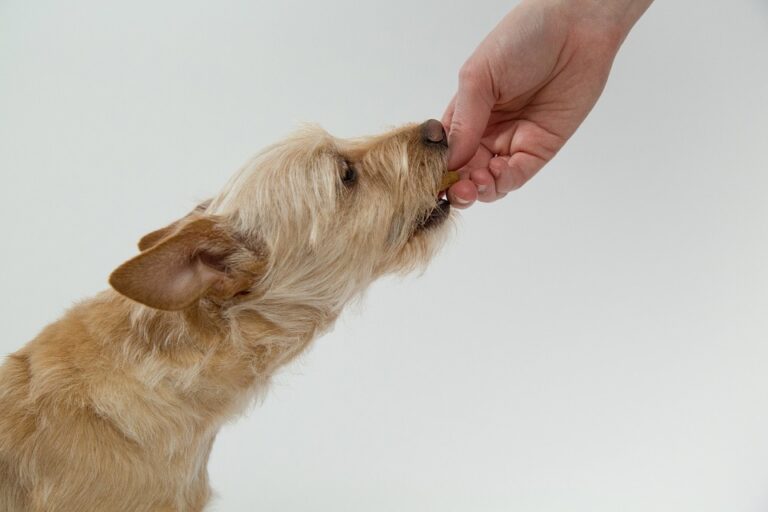 Los perros merecen una alimentación nutritiva
