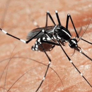 Ya son cinco los casos de personas afectadas por dengue en Murcia