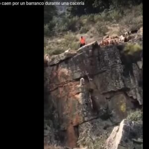 Doce perros y un venado se despeñan por un barranco en una cacería digna de cavernícolas