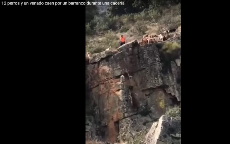 Doce perros y un venado se despeñan por un barranco en una cacería digna de cavernícolas