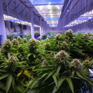 El grow shop online más barato