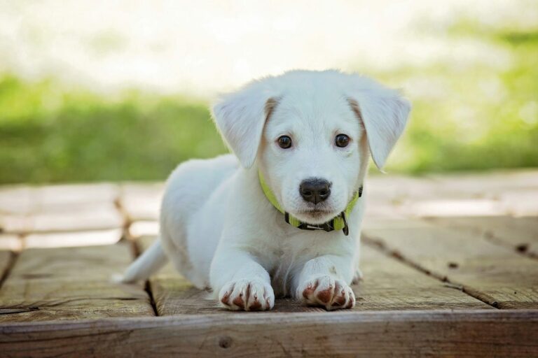 Beneficios de tener una mascota en casa