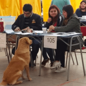 PACMA logra duplicar sus resultados en Andalucía pese a la invisibilidad en los medios