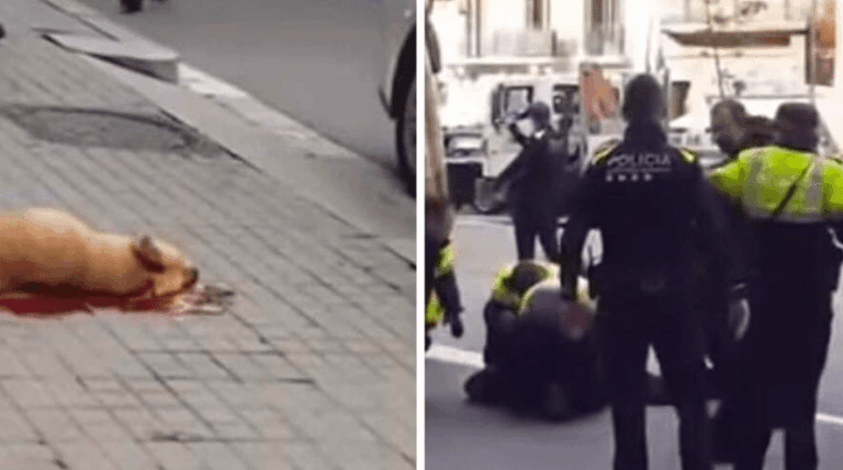 Conmoción en Barcelona por la muerte de una perra abatida a tiros por la Guardia Urbana