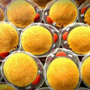 Investigadores transforman células cancerígenas en grasa impidiendo la expansión del tumor