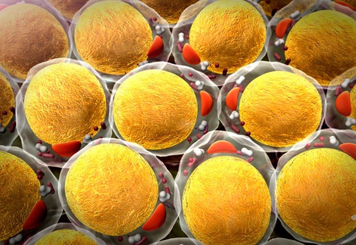 Células de grasa