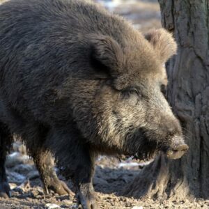 Los secretos de la caza de jabalí con perros