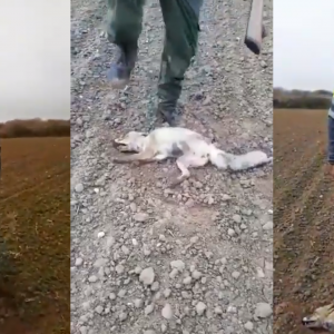 La jueza no ve delito en machacar la cabeza de un zorro mientras se ríe y dejarlo que muera lentamente