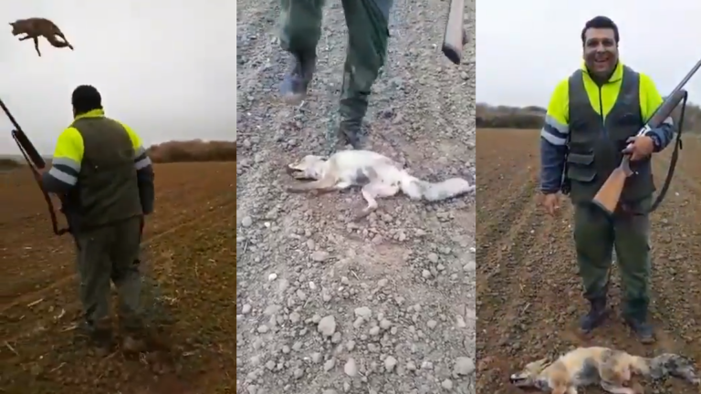La jueza no ve delito en machacar la cabeza de un zorro mientras se ríe y dejarlo que muera lentamente